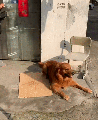 狗狗突然浑身抽搐,看起来很难受的样子,难道是中毒了?