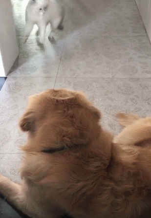 猫咪迫不及待的接近狗子,当猫咪即将靠近狗子的时候,开始警戒起来,拱