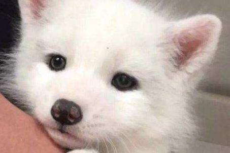 你都是用什么食物喂你的宠物狐狸呢？