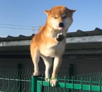 柴犬狗狗爬到围栏上,冲着主人举手示意,可爱表情笑翻了