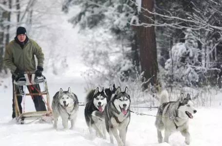 西伯利亚雪橇犬的饲养要则是什么?