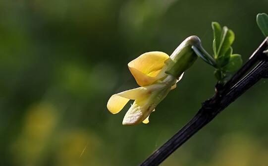 锦鸡儿的花语是什么,锦鸡儿的传说故事:谦逊、