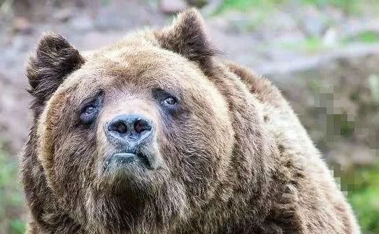 动物界的也有表情包,放弃吧愚蠢的人类,论美貌你是赢不过我的!|动物界