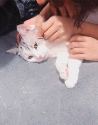 壁纸 动物 狗 狗狗 猫 猫咪 小猫 桌面 335_425 竖版 竖屏 手机 gif