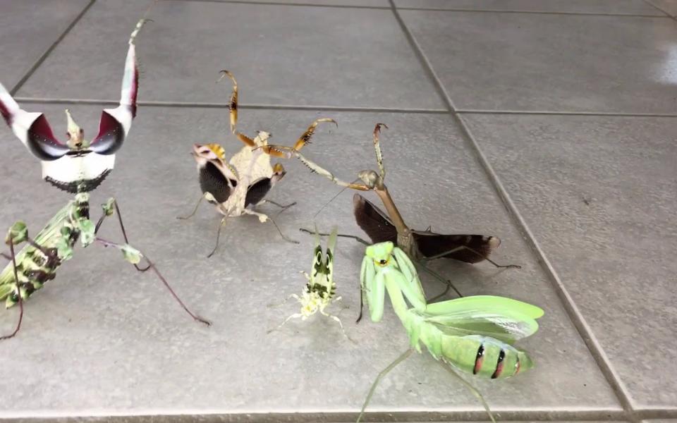 螳螂打架视频 超搞笑