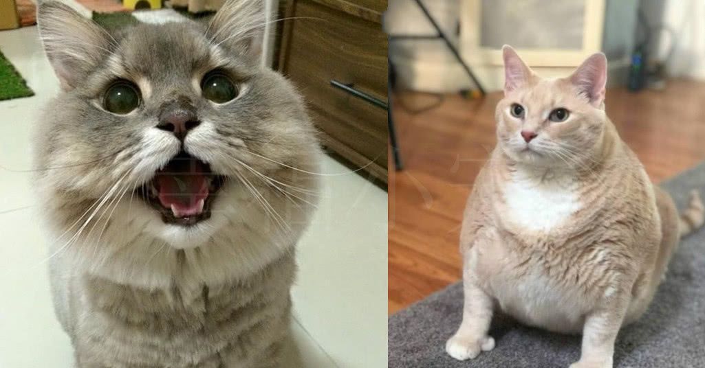 胖猫会有啤酒肚,海星至今都没有脑袋,而