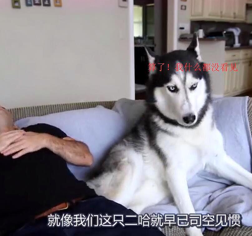 主人假装半路晕倒,二哈金毛反应天差地远,其中一只就是白眼狼