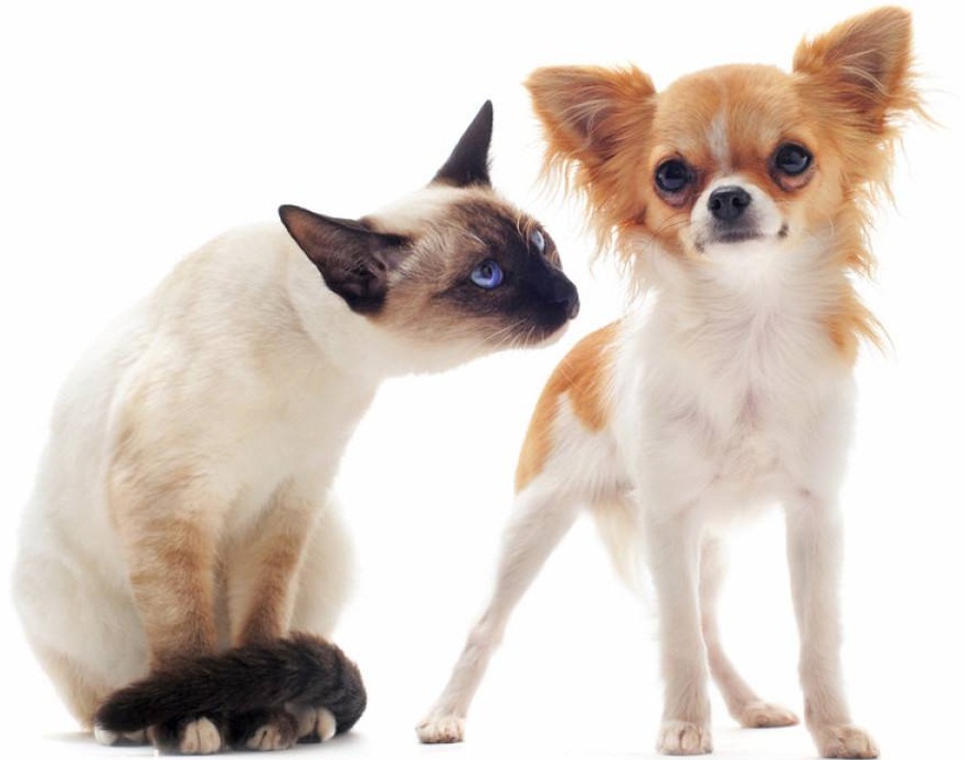 世界上最小的犬种吉娃娃体重1到3公斤，为啥会有更小的茶杯犬？
