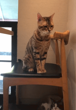 猫咪打哈欠秒变表情包,浮夸搞笑,主人笑弯了腰!