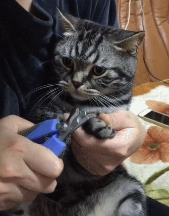 猫咪剪指甲,一脸的生无可恋