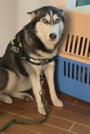 哈士奇被主人教训,两眼睁圆耳朵低垂,蠢萌二哈表情笑翻网友!