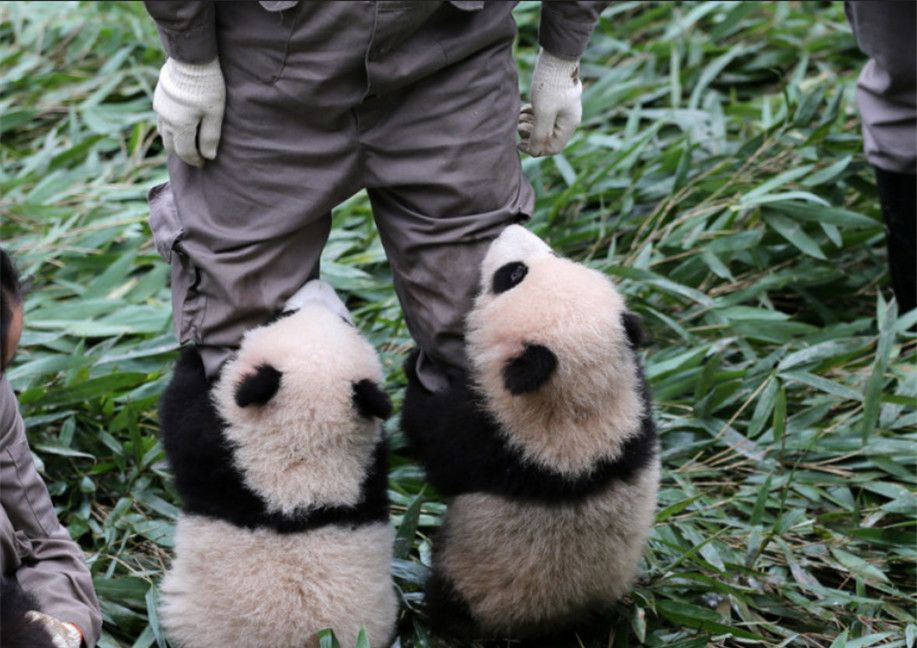 为什么大熊猫总喜欢