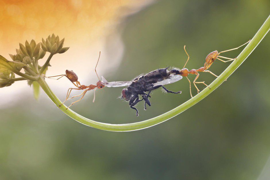 蚂蚁背树枝猜成语_树枝简笔画