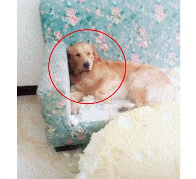 回家后看到沙发已经阵亡,金毛一脸呆萌:妈,是沙发先动手的