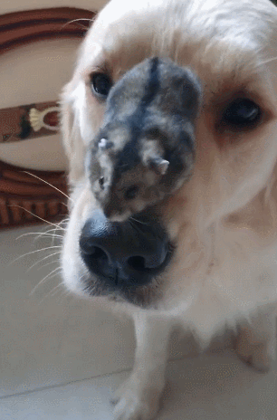 仓鼠爬到狗狗头上,蹬鼻子上脸,主人对狗说:外强中干