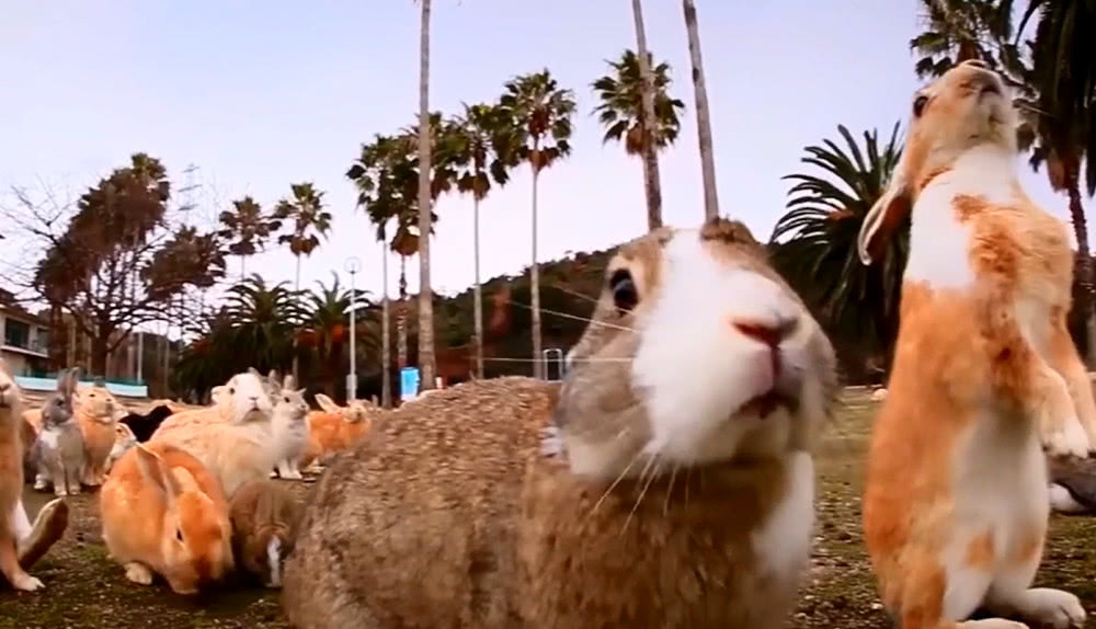 为什么澳大利亚宁愿用战斗机轰炸100亿只兔子,也不愿当食物?图片