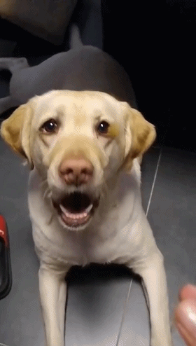 壁纸 动物 狗 狗狗 280_494 竖版 竖屏 手机 gif 动态图 动图