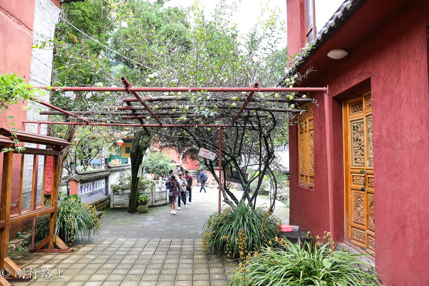 在百花齐放的时候来到大理感通寺,这样才会不负好时光 在百花齐放的时候来到大理感通寺,这样才会不负好时光