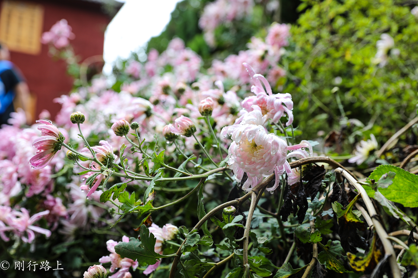 在百花齐放的时候来到大理感通寺,这样才会不负好时光 在百花齐放的时候来到大理感通寺,这样才会不负好时光