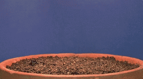 发芽的食物到底哪个能吃,哪个有毒?一次性告诉你