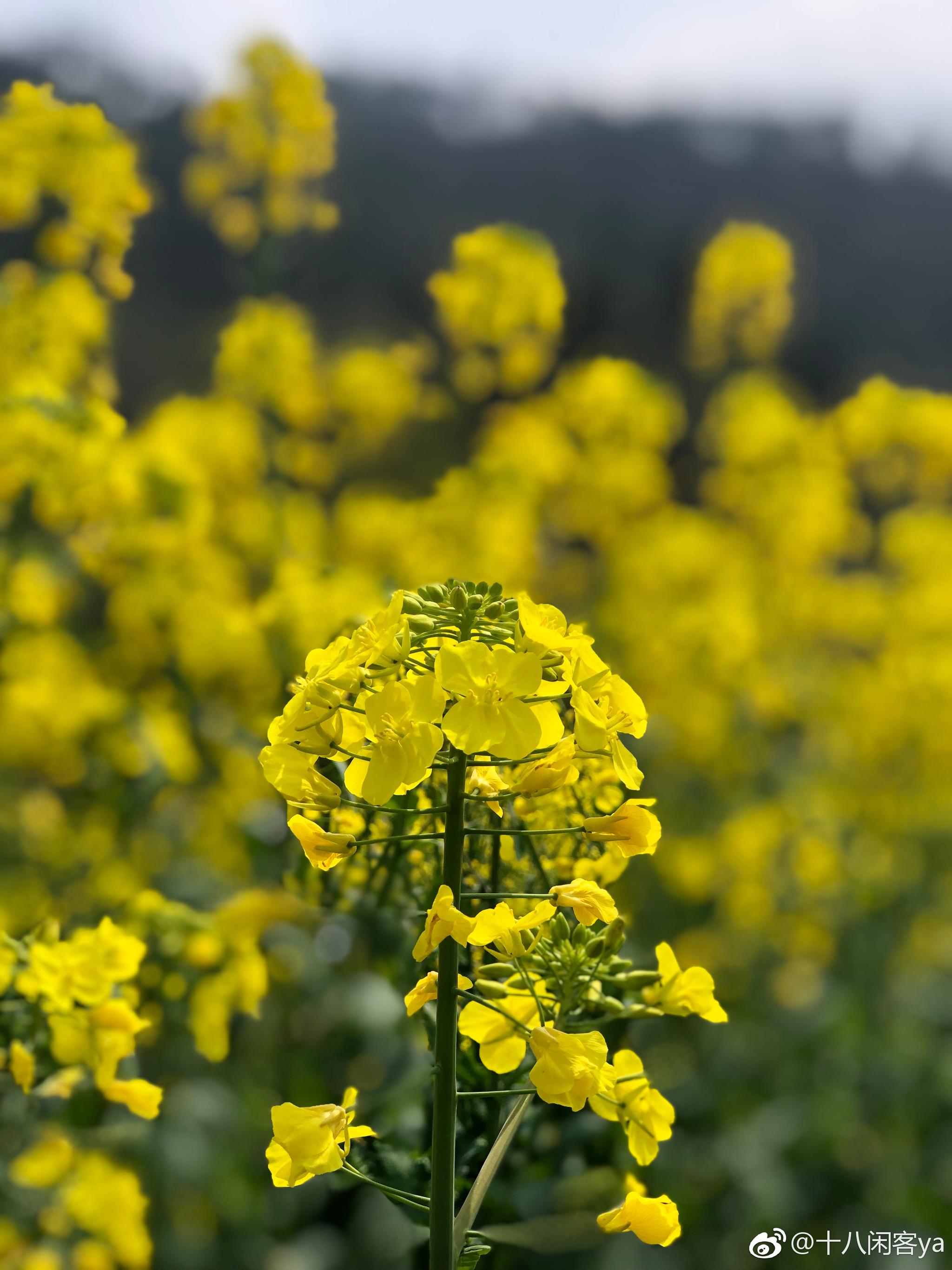 平原地區(qū)油菜花已經(jīng)全開辣