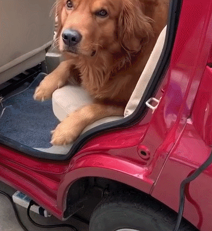 狗狗突然浑身抽搐,看起来很难受的样子,难道是中毒了?