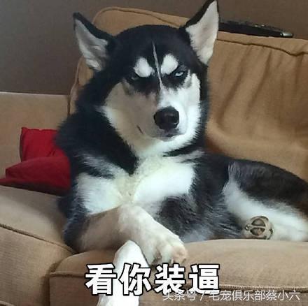 哈士奇的搞笑表情包来一波,萌宠界的搞笑狗狗,二哈独领风骚!