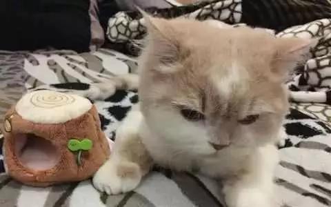 给猫咪买了新窝，收到一看还没猫脸大，猫咪：你这是拼多多买的吧