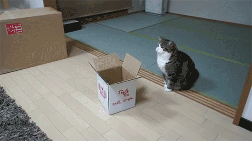 体重超30斤的橘猫,挑战全网最胖,主人全程直播心酸减肥路!