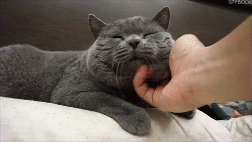 好多人养猫只是因为猫的颜值很高
