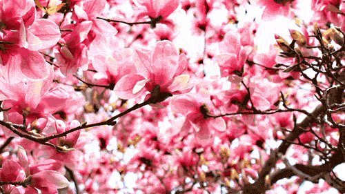 赏桃花不用走遍四海八荒，收下这份攻略，这里有最美的“桃花源”