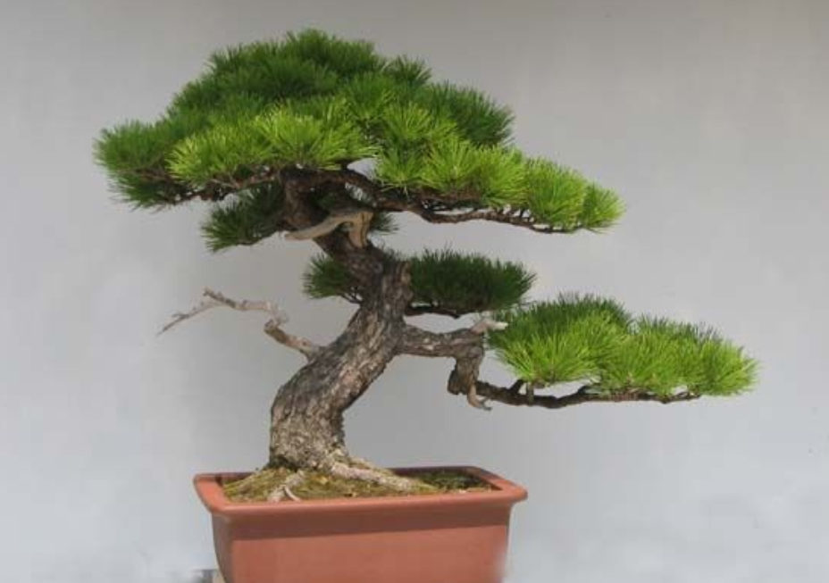 松树盆景的养护方法,平时注意这