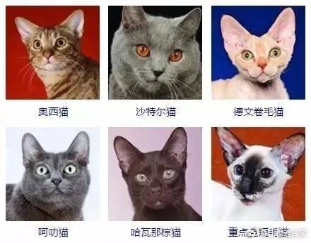 猫猫品种大全,你见过几个?|猫猫|爱宠|种类_新浪网