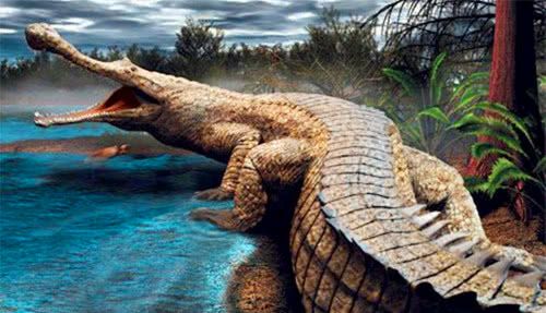 最猛的豹_巴西美洲豹河边突袭鳄鱼并成功猎杀
