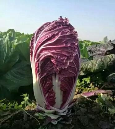 紫白菜你见过吗?教你种植紫白菜