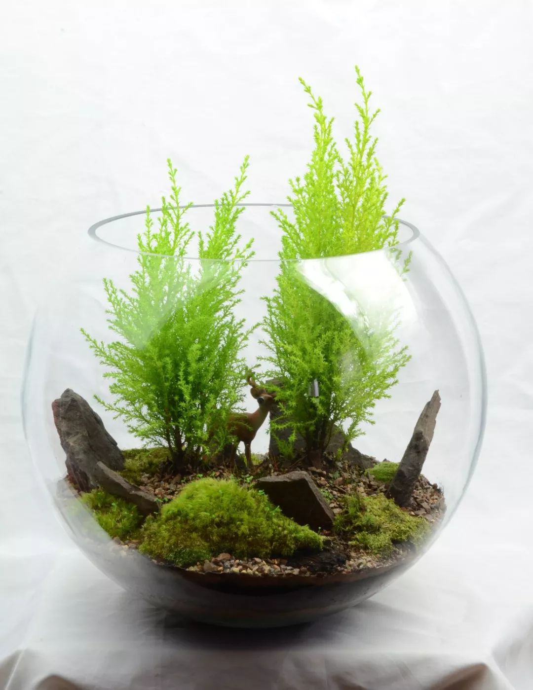 玻璃瓶制作漂亮的微型植物盆栽 摆放在办公室里招人喜爱 苔藓 植物 景观 新浪新闻