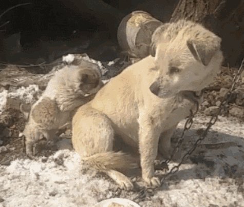 害怕狗狗冷给它穿衣服这5种狗狗千万别乱穿有危险