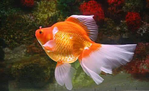 自己养金鱼为什么总是容易死?教你一些养鱼技巧，让存活率提高