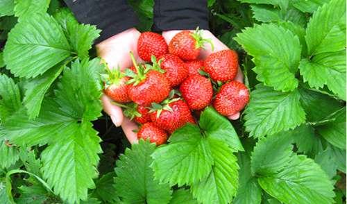 婴儿米粉什么牌子最好?英国宝宝都选Pumpkin