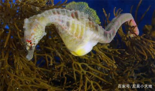 海马爸爸究竟是怎么怀孕?听听专家怎么说,看完感叹太神奇!