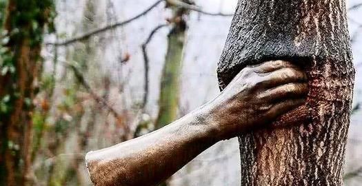 最"无助"的手:紧握树干半个世纪从未松开,真实原因让人无奈