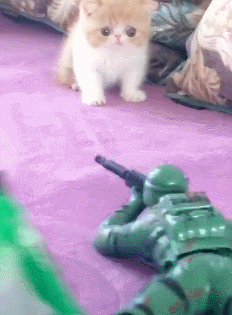 猫看见这个会动的玩具,直接吓蒙圈了,等着溜圆的大眼睛,惊恐的表情