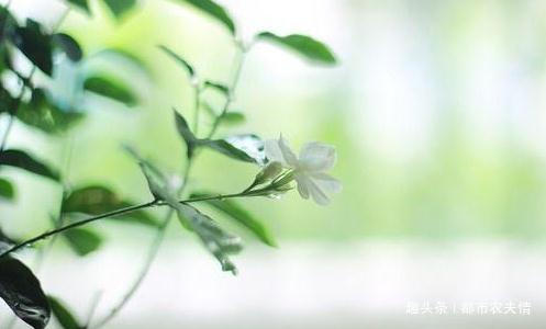 盆栽茉莉很好养,做好养护,花开一茬又一茬!!