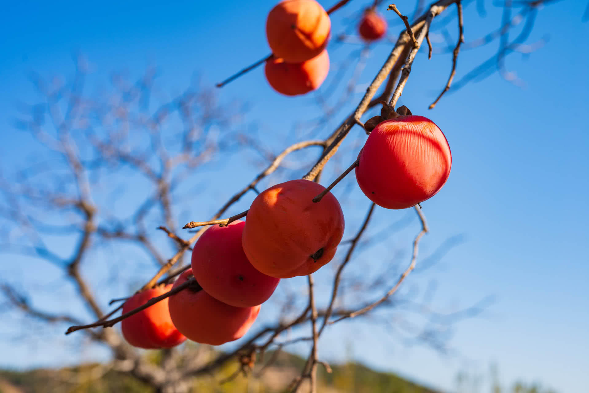 秋天是柿子成熟的季节,很多摄影爱好者都喜欢拍拍柿子