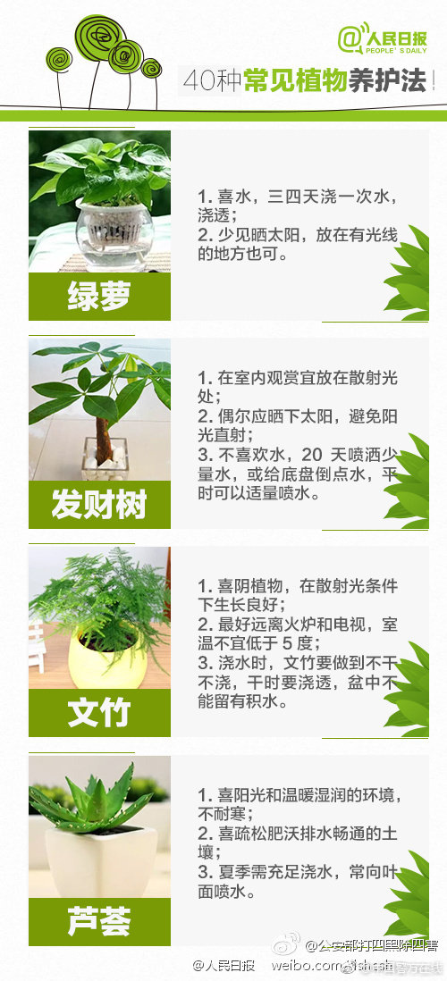 叼黑免费在线观看，探索网络内容与视频资源
