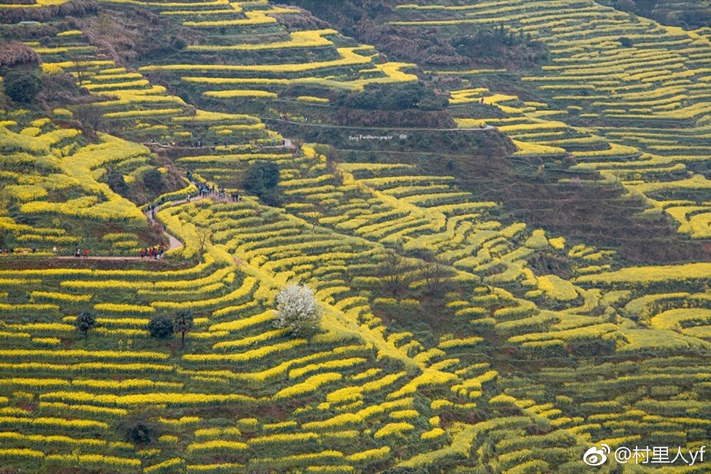 梯田油菜花全面盛開，桃花、梨花爭相斗艷
