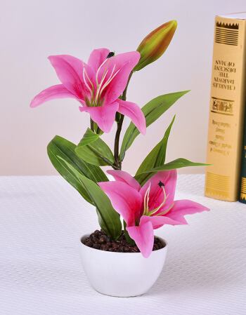 盆栽百合花冬天怎么养?教你5个养护技巧和1个注意事项