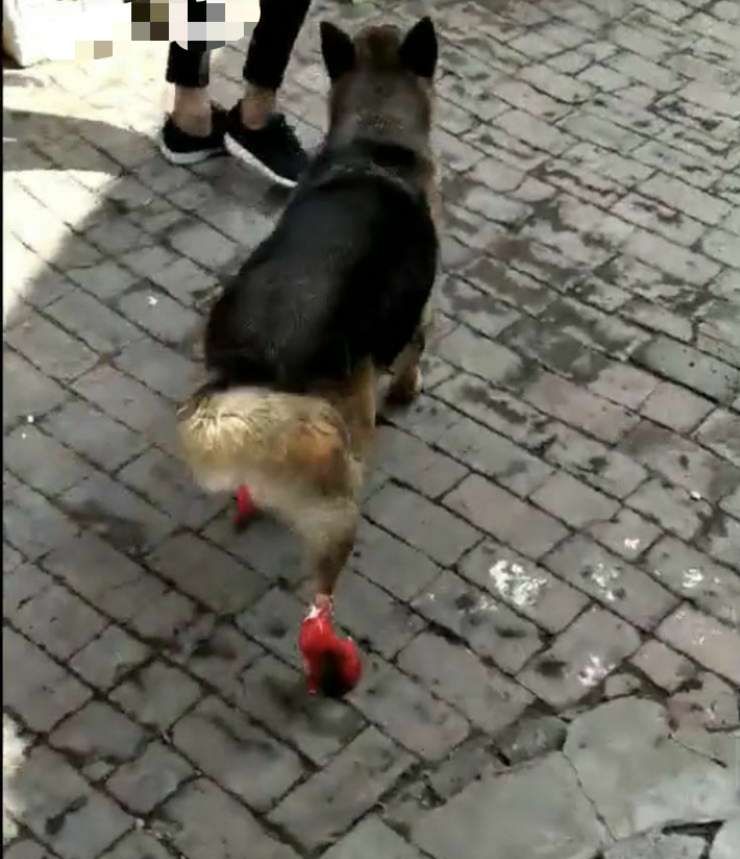 抖音汪女郎穿上红色高跟鞋,霸气走姿笑翻全场