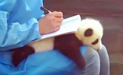 熊猫宝宝被饲养员拿来做“书垫”,一脸乖巧的模样萌翻众人