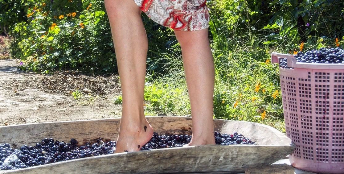 世界上最顶级的葡萄酒,都是少女赤脚踩出来的,网友:口味太重了